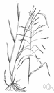 ricegrass - any grass of the genus Oryzopsis