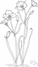 Calochortus - large genus of western North American leafy-stemmed bulbous herbs