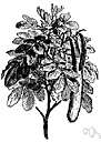 algarroba - evergreen Mediterranean tree with edible pods