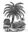 oil palm - pinnate-leaved palms of the genus Elaeis having dense clusters of crowded flowers and bright red fruit and yielding high quality palm oils
