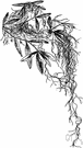 tillandsia - large genus of epiphytic or terrestrial sparse-rooting tropical plants usually forming dense clumps or pendant masses