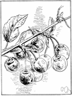 sweet cherry - large Eurasian tree producing small dark bitter fruit in the wild but edible sweet fruit under cultivation
