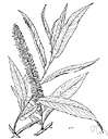 black Hollander - Old World willow with light green leaves cultivated for use in basketry