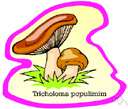 sandy mushroom - an edible agaric that fruits in great clusters (especially in sandy soil under cottonwood trees)