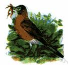 robin redbreast - small Old World songbird with a reddish breast