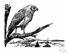 Accipiter cooperii - bluish-grey North American hawk having a darting flight