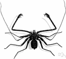 whip scorpion - nonvenomous arachnid that resembles a scorpion and that has a long thin tail without a stinger