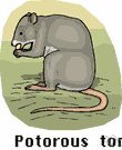 potoroo - Australian rat kangaroos