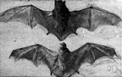 red bat - North American bat of a brick or rusty red color with hairs tipped with white