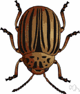 leaf beetle - brightly colored beetle that feeds on plant leaves