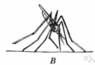 anopheline - any mosquito of the genus Anopheles