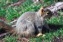 American red squirrel - of northern United States and Canada