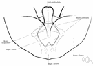 male genital organ - external male sex organs