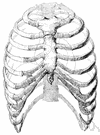 thoracic cavity - the cavity in the vertebrate body enclosed by the ribs between the diaphragm and the neck and containing the lungs and heart