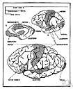 module - one of the inherent cognitive or perceptual powers of the mind