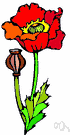 poppy - annual or biennial or perennial herbs having showy flowers