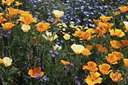 meconopsis - herbs almost entirely of mountains of China and Tibet