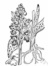 Orchis mascula - Eurasian orchid with showy pink or purple flowers in a loose spike