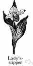 lady's slipper - any of several chiefly American wildflowers having an inflated pouchlike lip