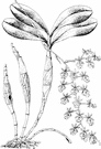 Epidendrum - large and variable genus of terrestrial or epiphytic or lithophytic orchids of tropical and subtropical Americas