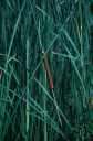 Aleppo grass - tall perennial grass that spreads by creeping rhizomes and is grown for fodder