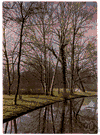 birch tree - any betulaceous tree or shrub of the genus Betula having a thin peeling bark