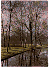 birch - any betulaceous tree or shrub of the genus Betula having a thin peeling bark