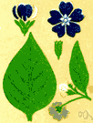speedwell - any plant of the genus Veronica
