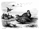 Syrrhaptes paradoxus - Eurasiatic sandgrouse with a black patch on the belly