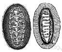 Amphineura - a class of Gastropoda