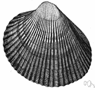 Cardium - type genus of the family Cardiidae: cockles