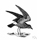 petrel - relatively small long-winged tube-nosed bird that flies far from land