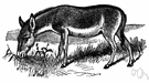 Equus hemionus hemionus - Mongolian wild ass