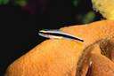 Microdesmidae - worm fish