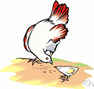 bird food - food given to birds