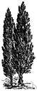 genus Athrotaxis - a genus of gymnosperm