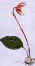 fairy-slipper - rare north temperate bog orchid bearing a solitary white to pink flower marked with purple at the tip of an erect reddish stalk above 1 basal leaf