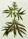 marihuana - a strong-smelling plant from whose dried leaves a number of euphoriant and hallucinogenic drugs are prepared