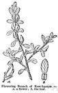 Ononis spinosa - Eurasian plant having loose racemes of pink or purple flowers and spiny stems and tough roots