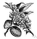 Prunus dulcis amara - almond trees having white blossoms and poisonous nuts yielding an oil used for flavoring and for medicinal purposes