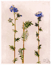 Jacob's ladder - pinnate-leaved European perennial having bright blue or white flowers