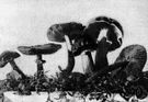 genus Pholiota - genus of gilled agarics of Europe and North America having brown spores and an annulus
