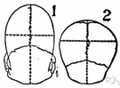 cranial index - ratio (in percent) of the maximum breadth to the maximum length of a skull