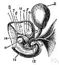 vitelline sac