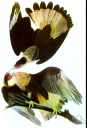 Polyborus cheriway audubonii - widespread from southern United States to Central America