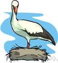 stork - large mostly Old World wading birds typically having white-and-black plumage
