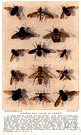 two-winged insects - insects having usually a single pair of functional wings (anterior pair) with the posterior pair reduced to small knobbed structures and mouth parts adapted for sucking or lapping or piercing