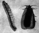 Galleria mellonella - moth whose larvae live in and feed on bee honeycombs