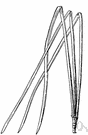 Pinus taeda - tall spreading three-needled pine of southeastern United States having reddish-brown fissured bark and a full bushy upper head