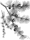 American larch - medium-sized larch of Canada and northern United States including Alaska having a broad conic crown and rust-brown scaly bark
